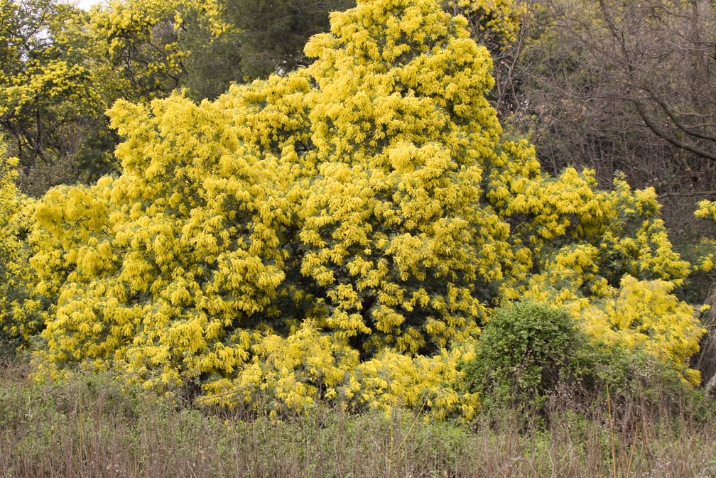 Mimosa